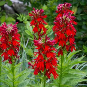 Cardinal flower