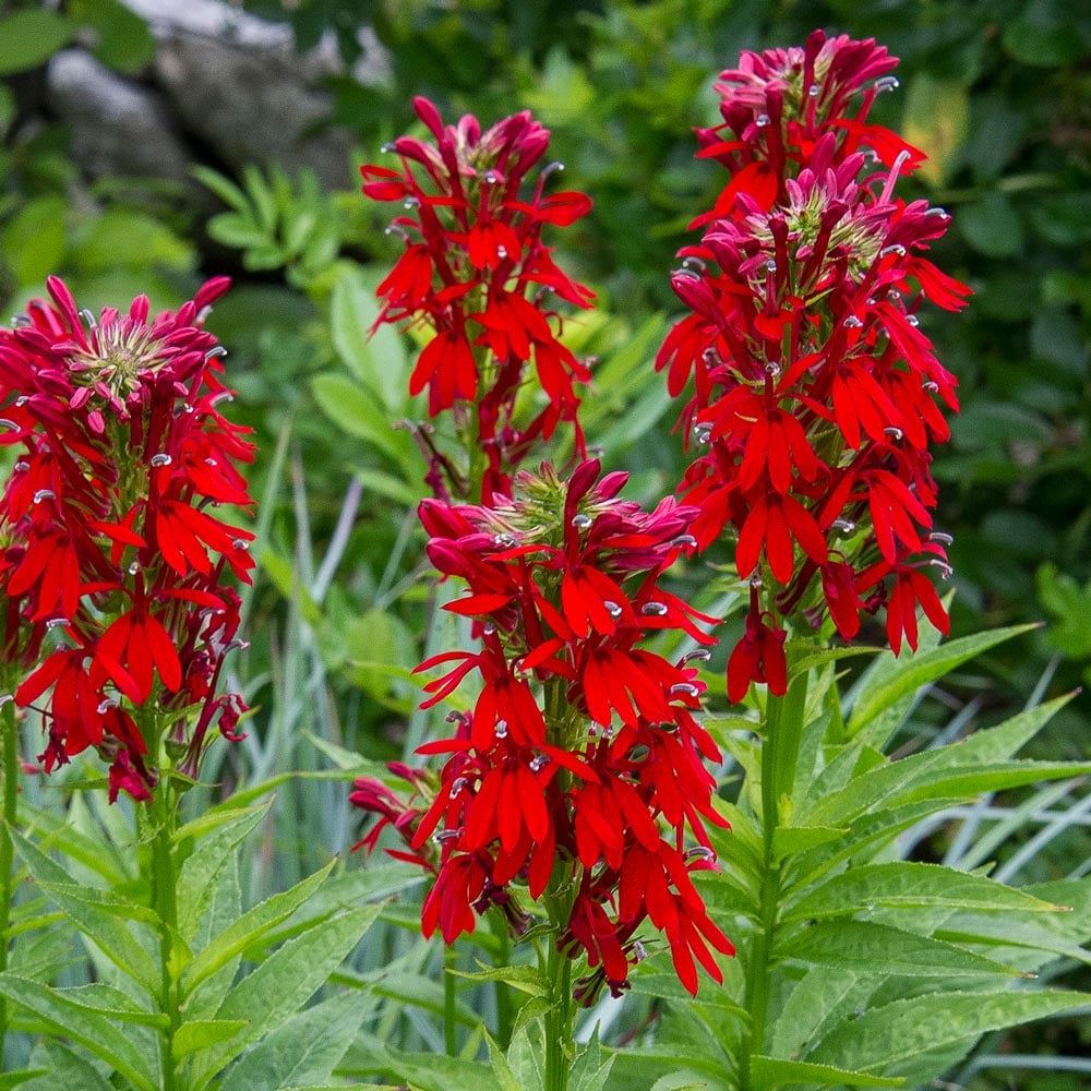 Cardinal flower