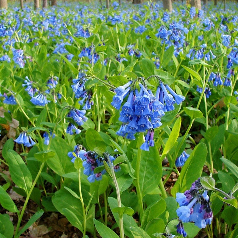 Virginia blues - Image 3