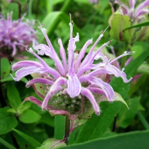 Wild bergamot