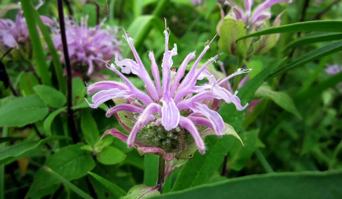 Wild bergamot