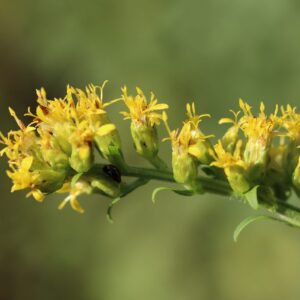 Round leafed goldenrod