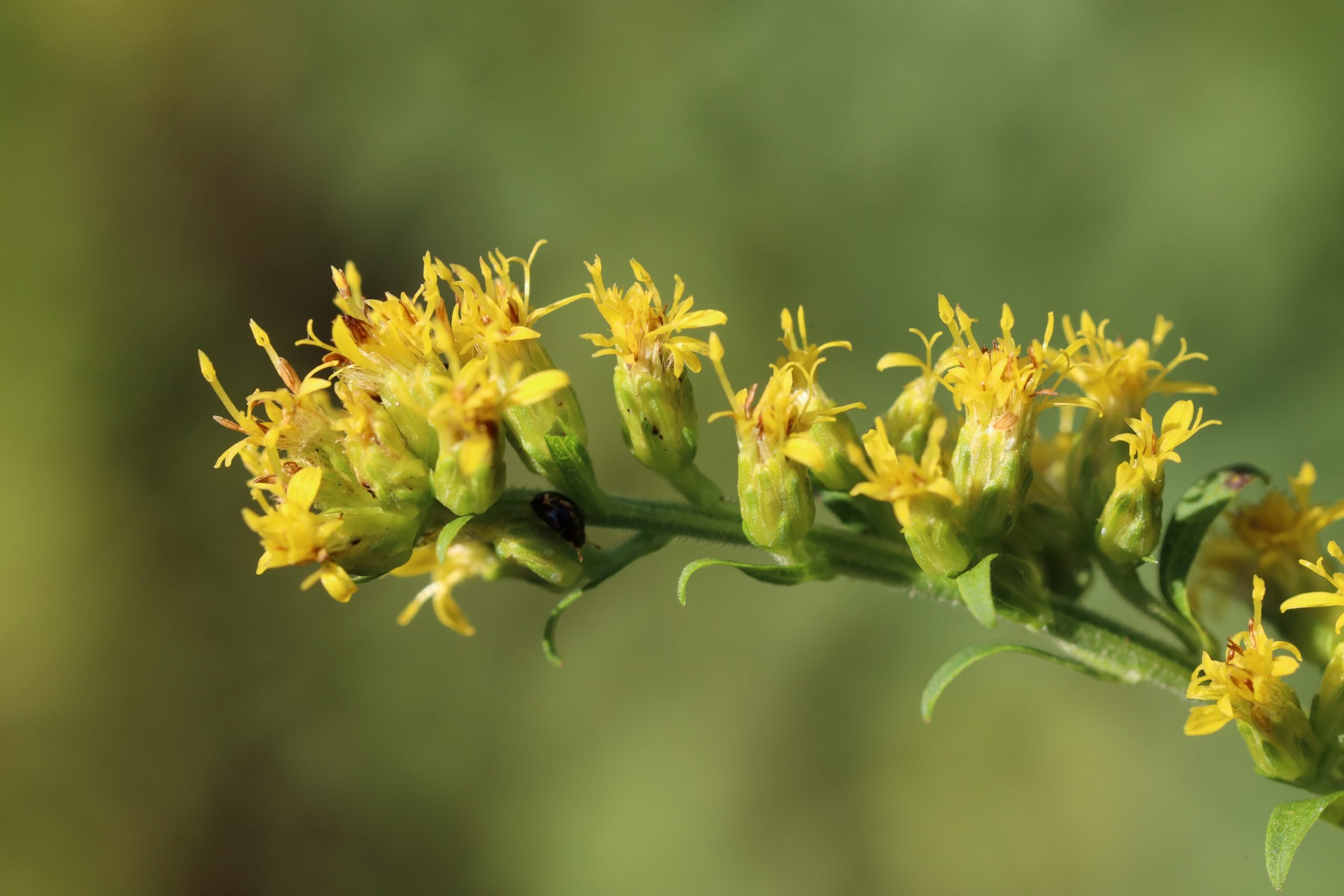 Round leafed goldenrod