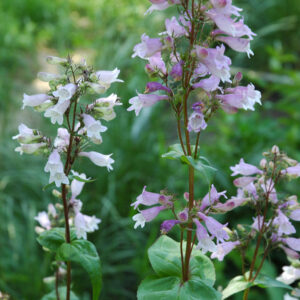 Long-sepal beardtongue