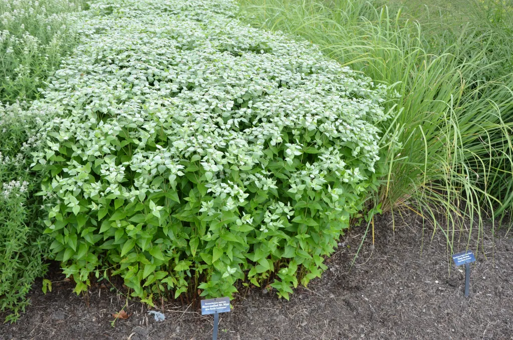 Clustered mountain mint - Image 2