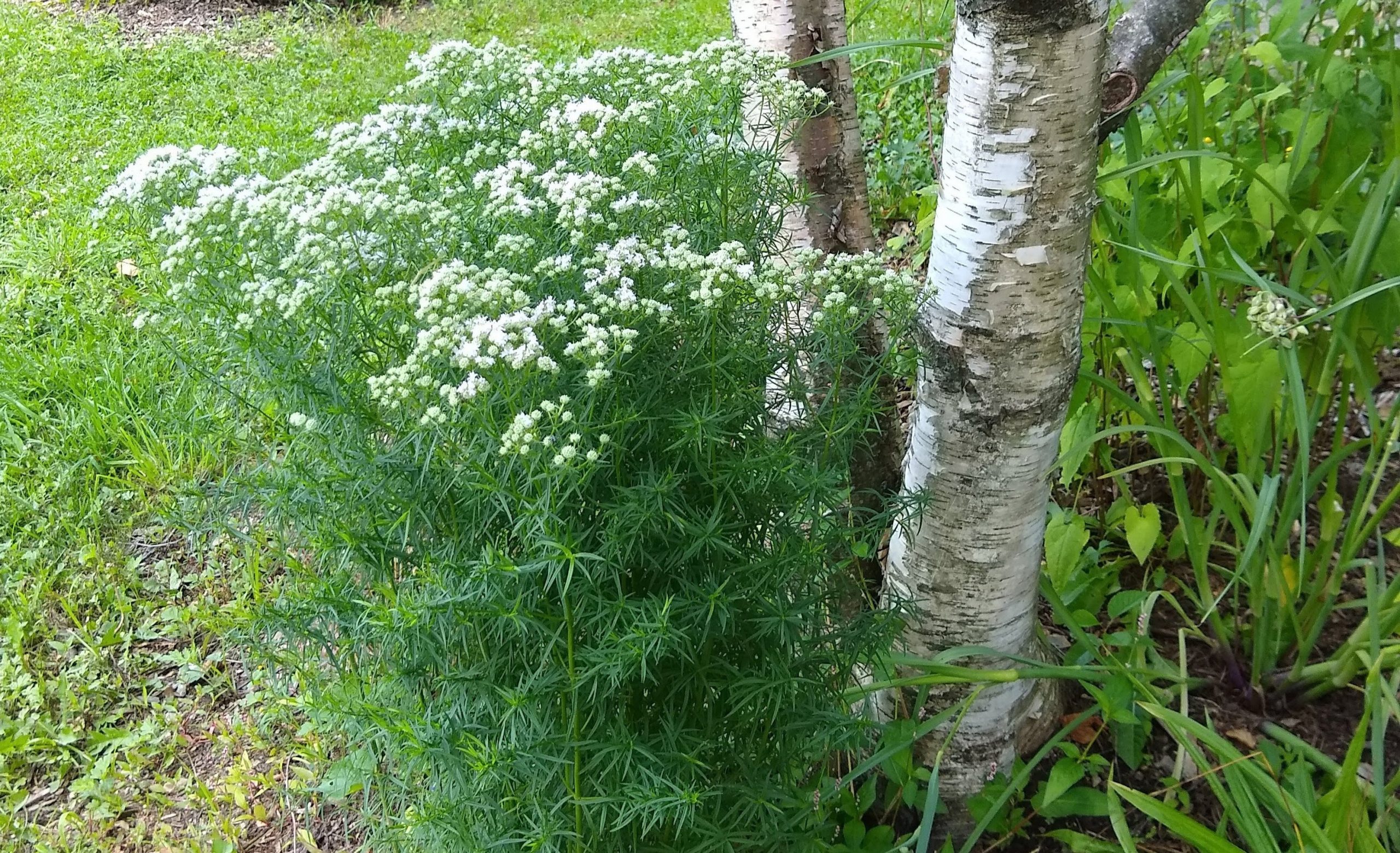 Narrowleaf mountain mint - Image 2