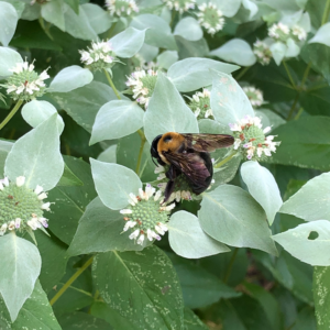 Clustered mountain mint