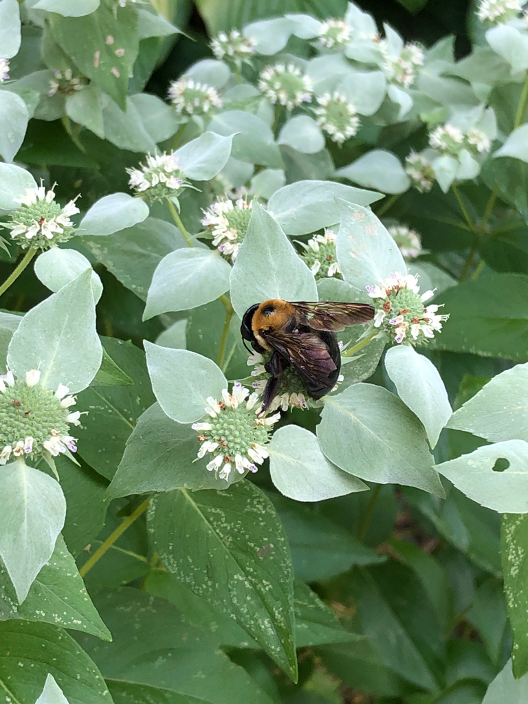 Clustered mountain mint