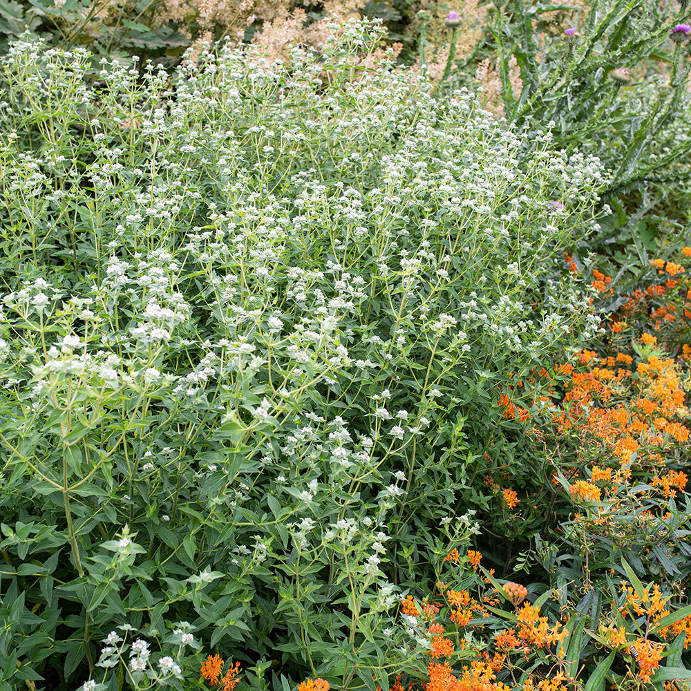 Virginia mountain mint - Image 2