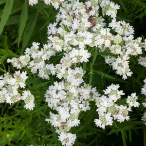 Virginia mountain mint