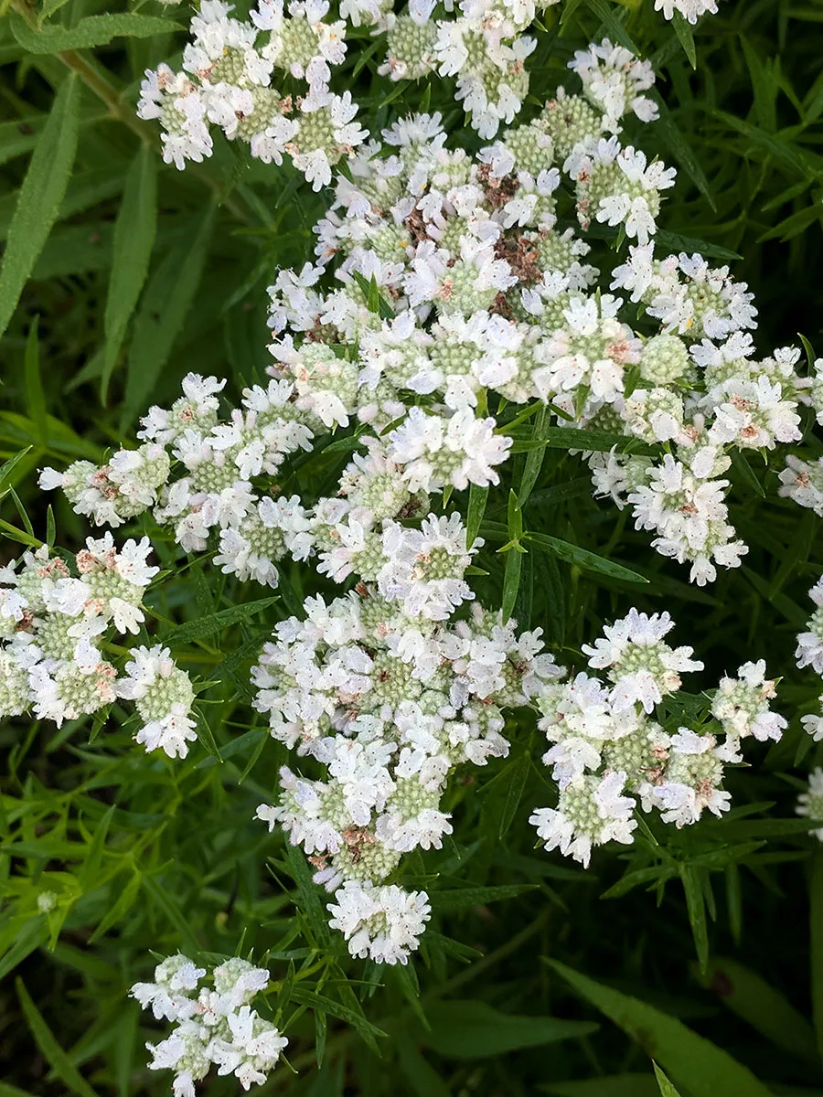 Virginia mountain mint