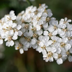 small white flowers