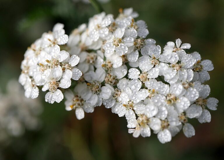 small white flowers