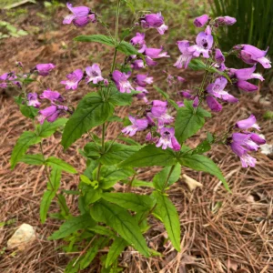 Small's penstemon
