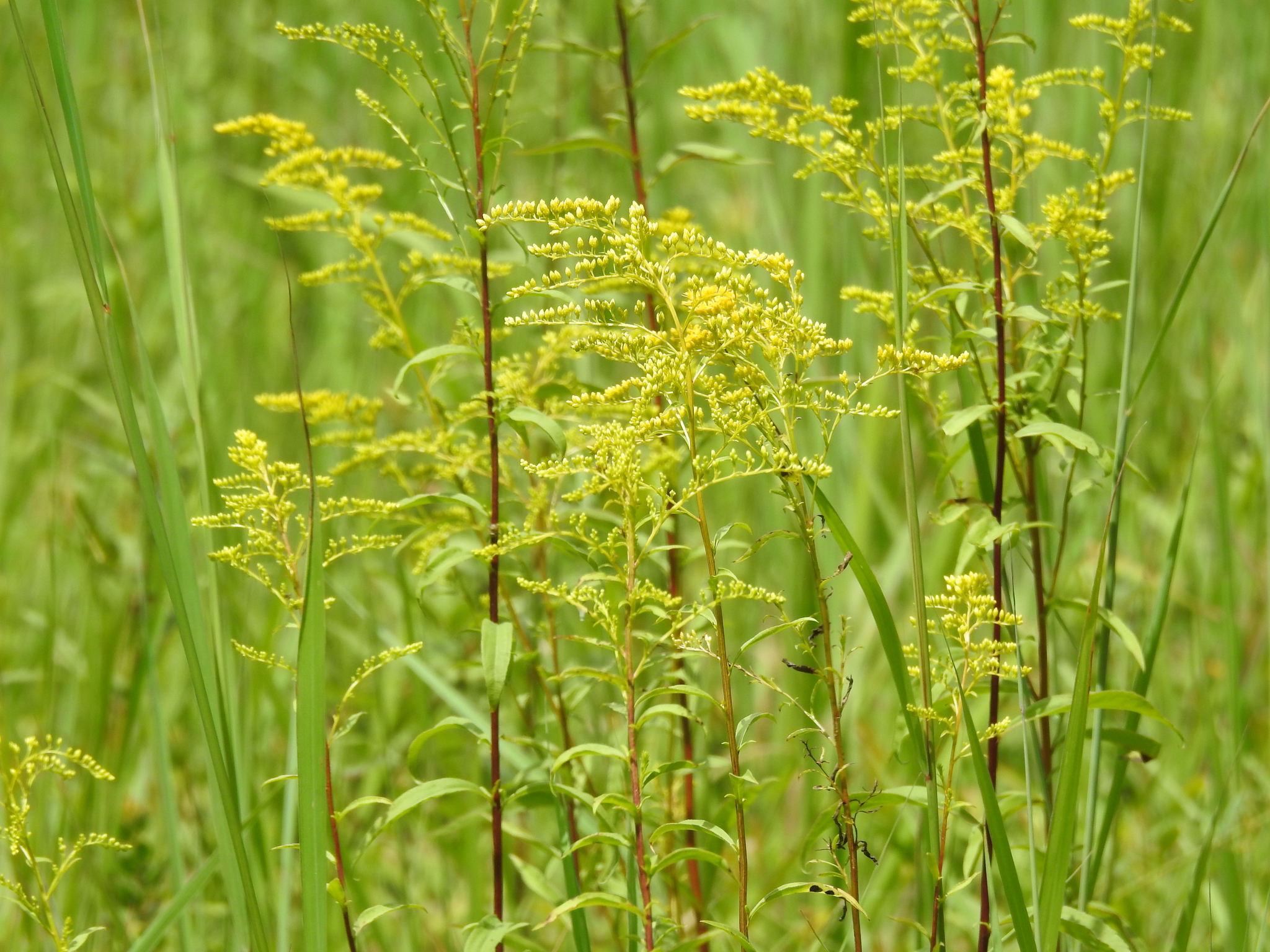 Early goldenrod - Image 2