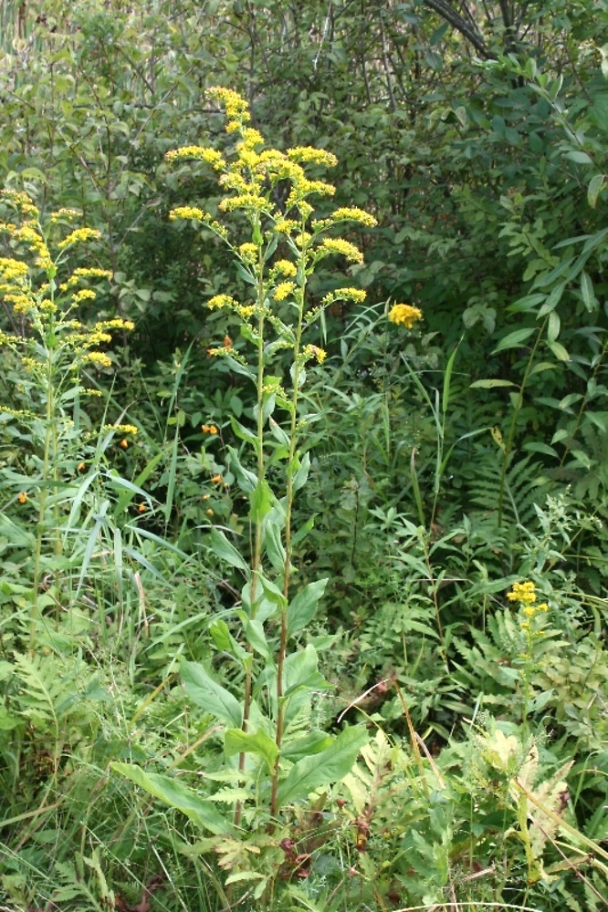 Round leafed goldenrod - Image 2