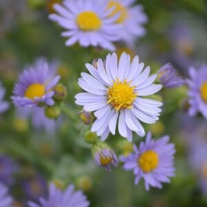 Smooth aster