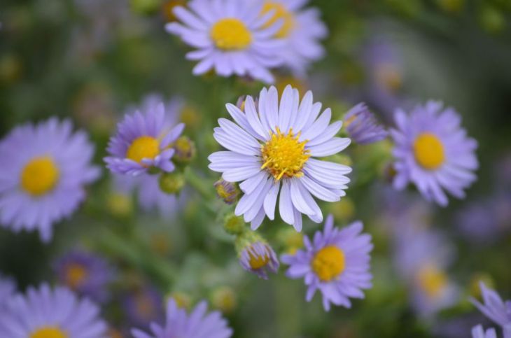 Smooth aster