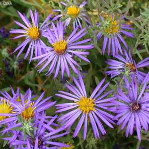 Aromatic aster