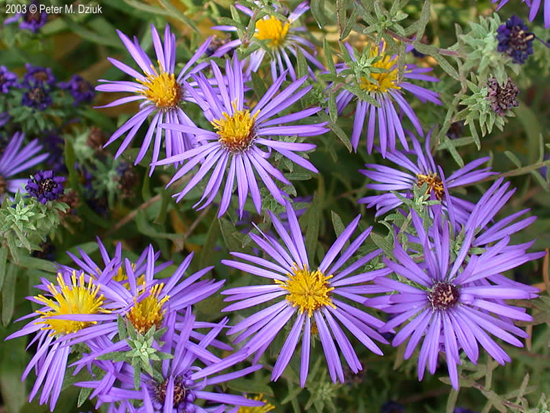 Aromatic aster