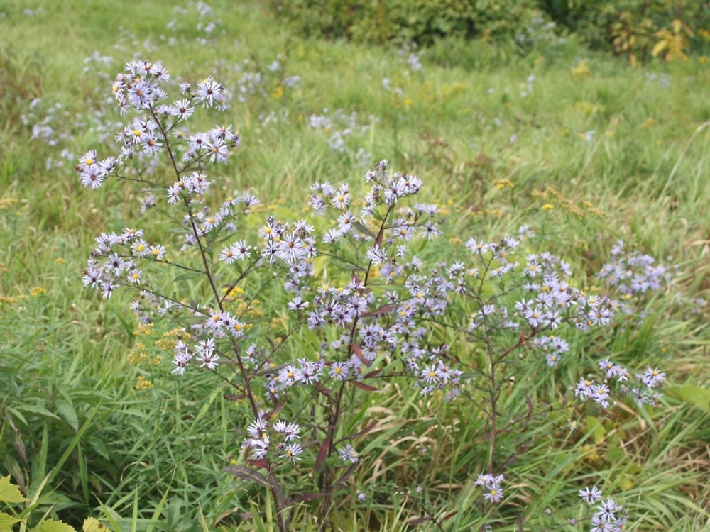 Swamp aster - Image 2