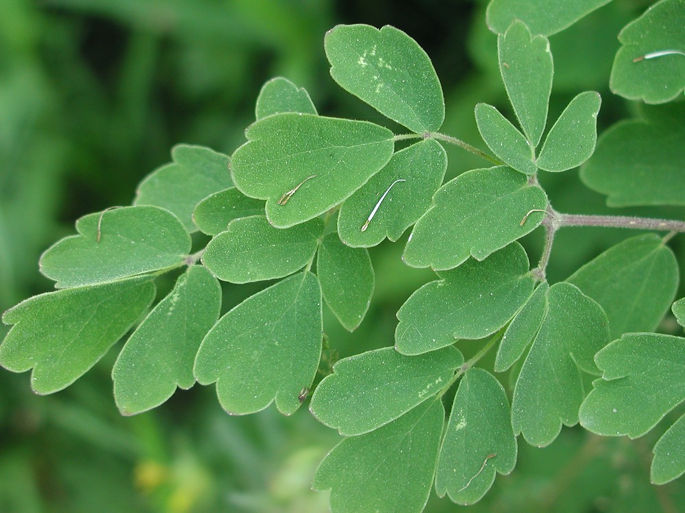Tall meadow rue - Image 3