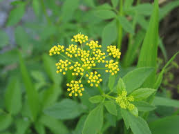 Golden Alexander - Image 3