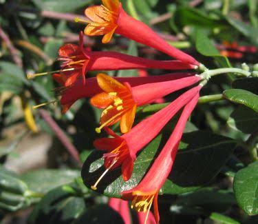 Major Wheeler Honeysuckle - Image 3