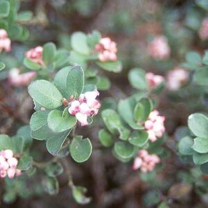 Bearberry