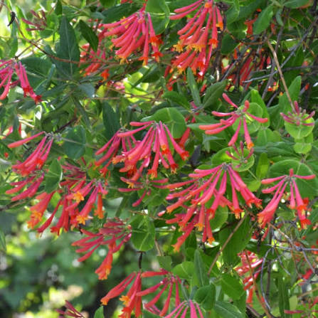 Major Wheeler Honeysuckle