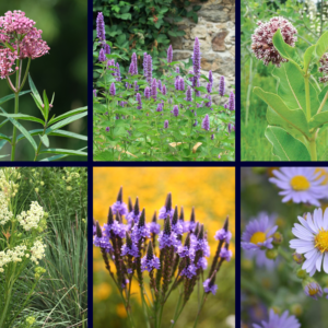 Monarch Waystation (Medium: 18 plants)