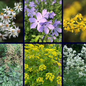 Pollinator Power Meadow - Part Shade/Shade (Medium: 18 plants)
