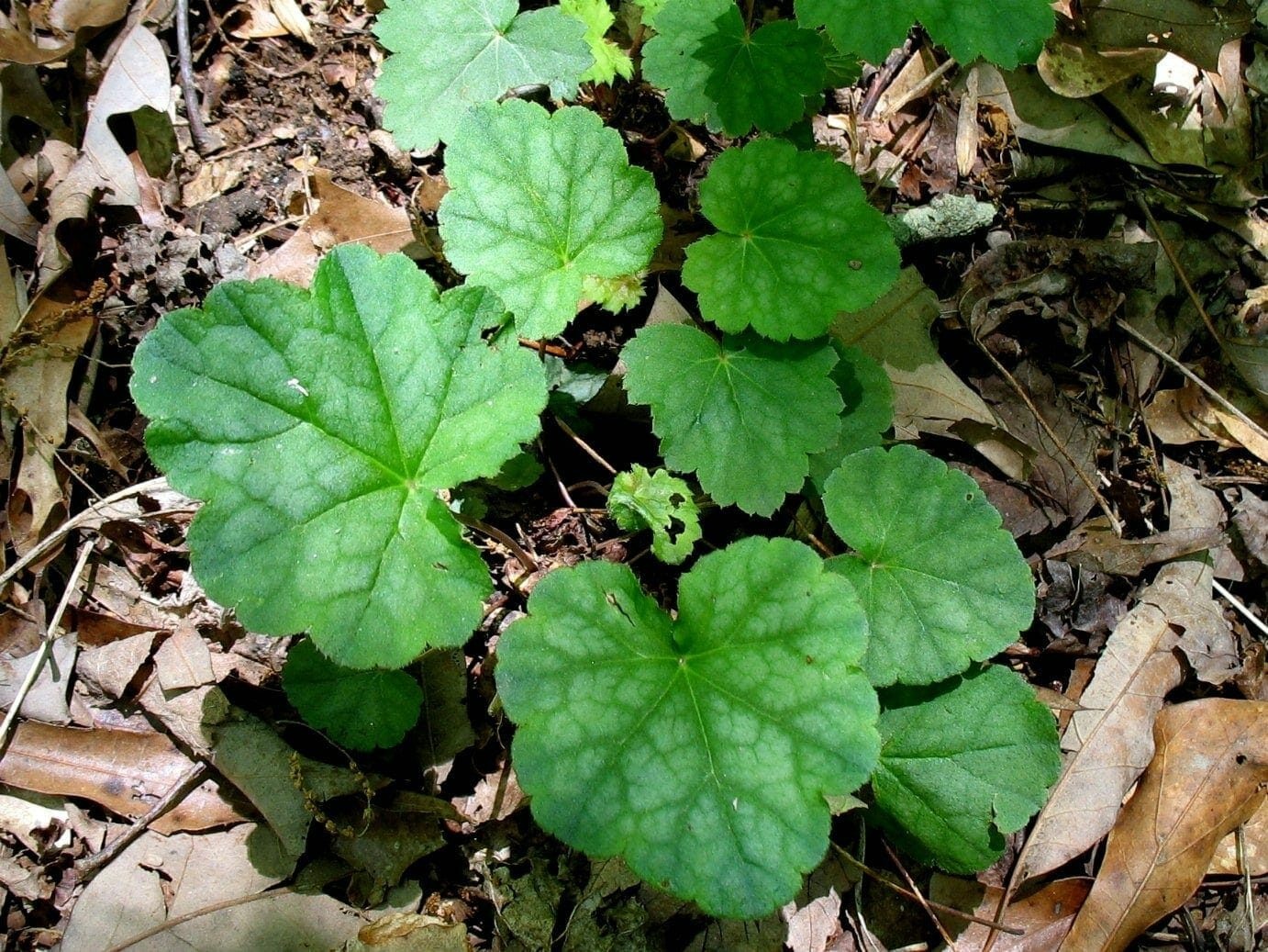 Heuchera americana
