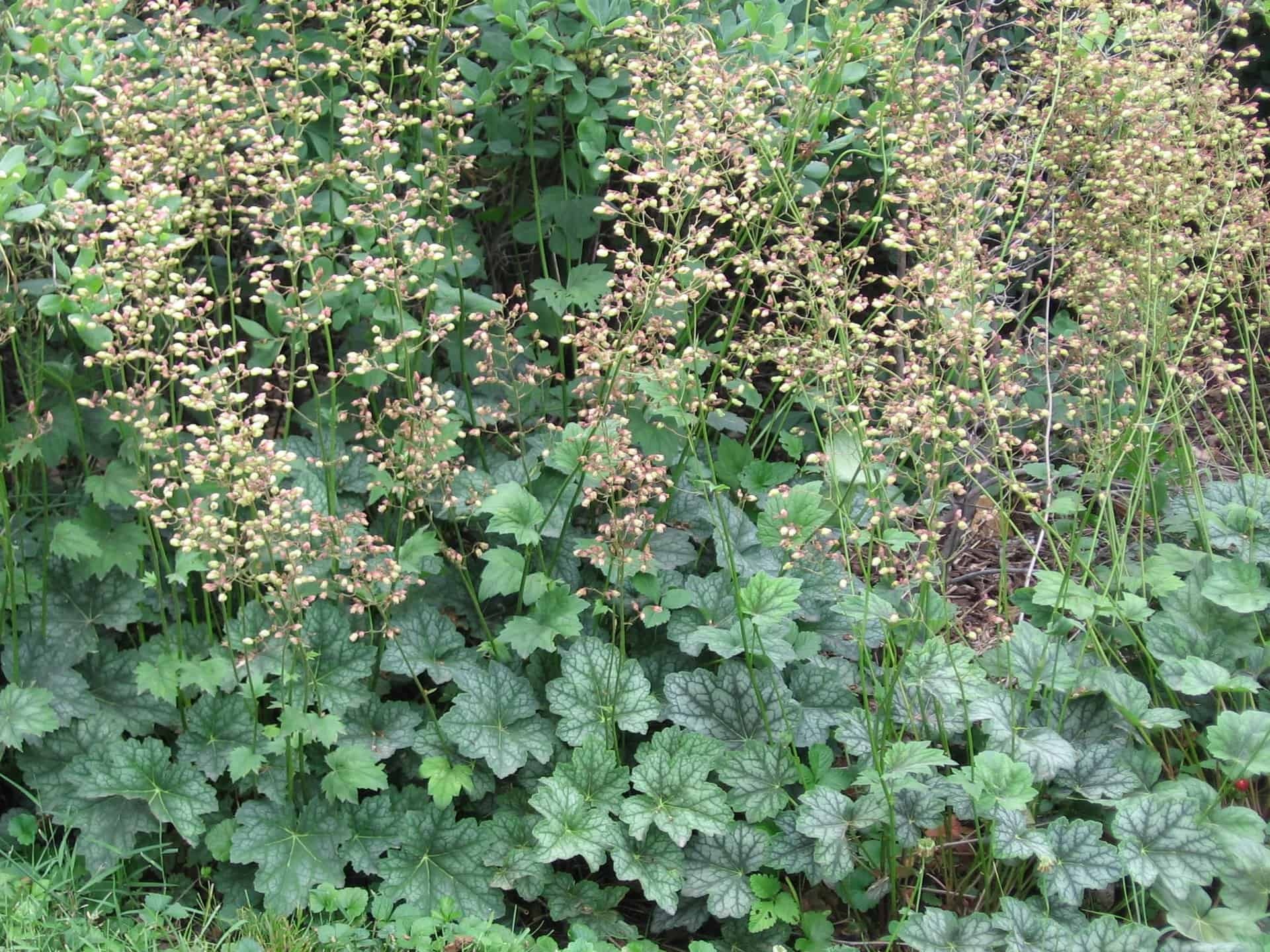 Heuchera americana - Image 2