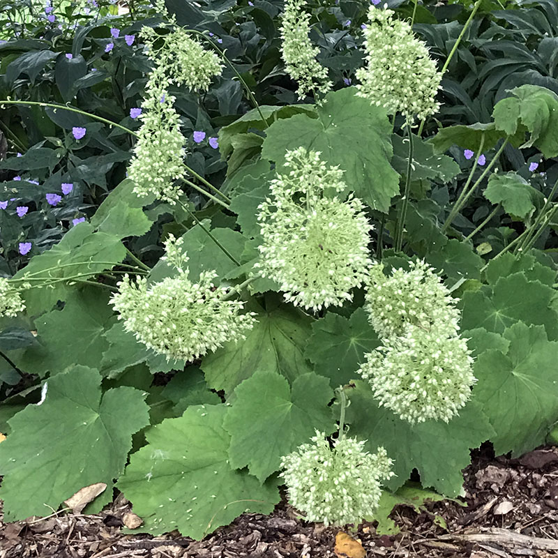 Heuchera villosa