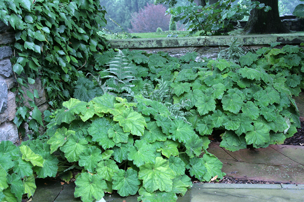 Heuchera villosa - Image 2