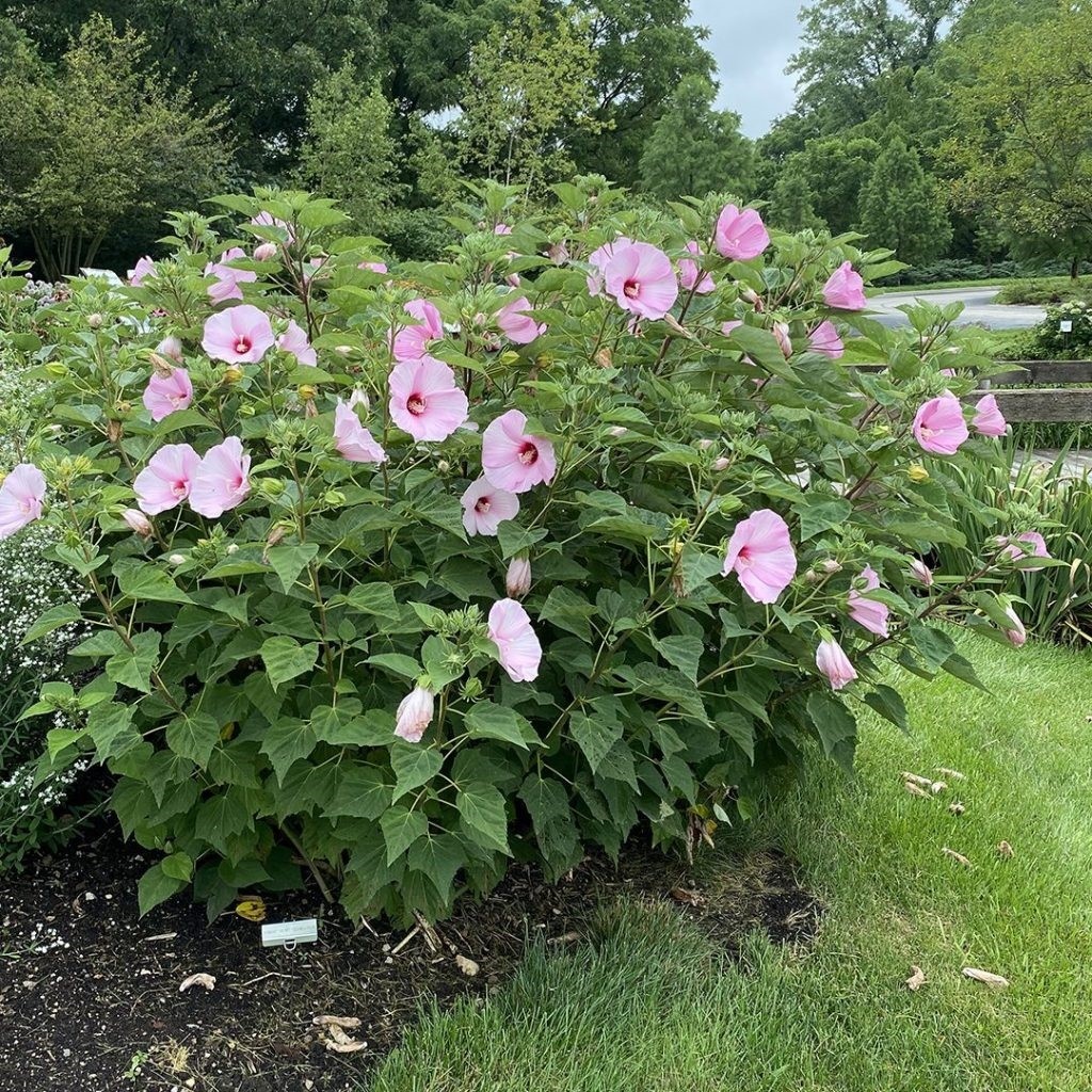 Hibiscus moscheutos - Image 2