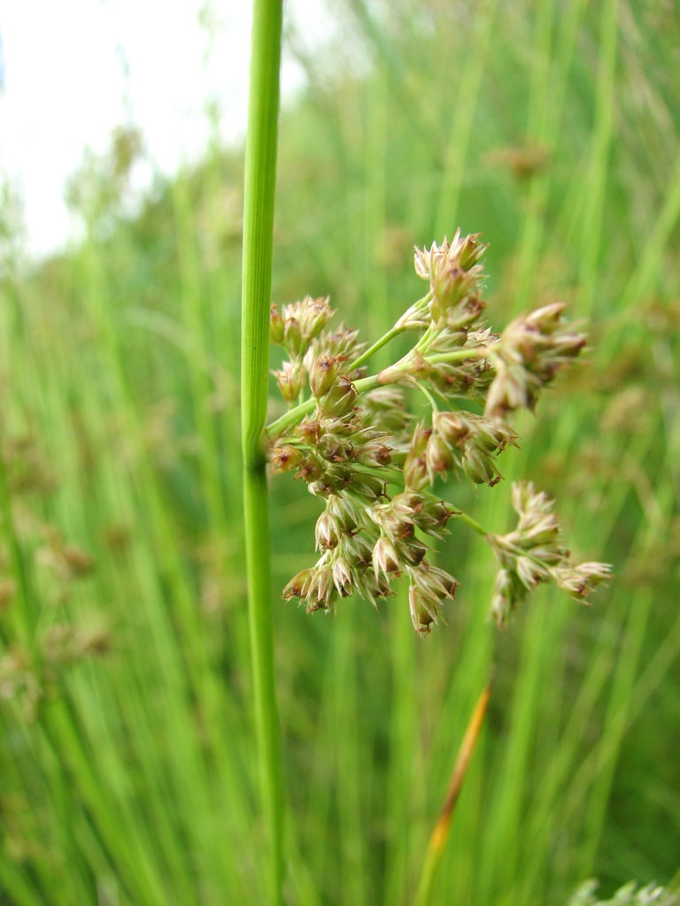 Juncus effusus - Image 3