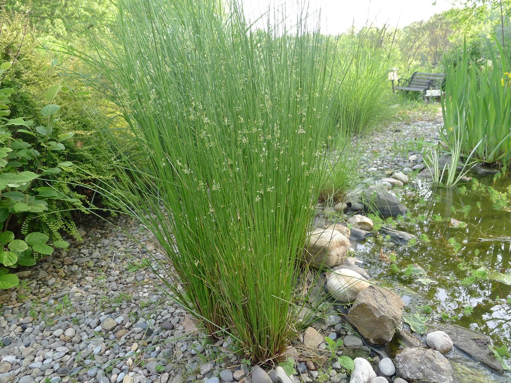 Juncus effusus - Image 2