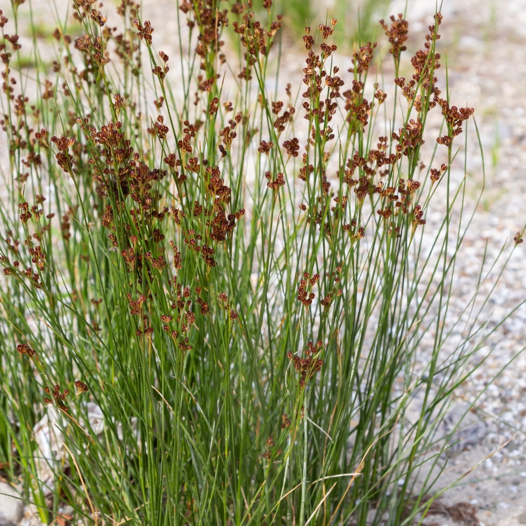 Juncus effusus
