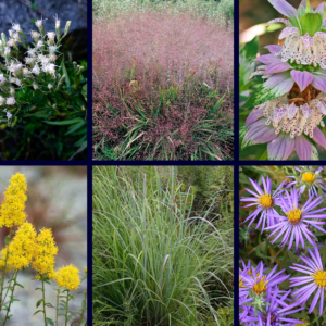 Coastal Dry Garden (Large: 36 plants)