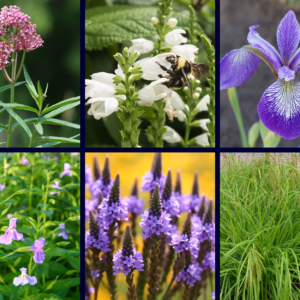 Rain Garden (Medium: 18 plants)