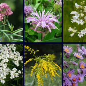 Pollinator Power Meadow - Full Sun (Large: 36 plants)