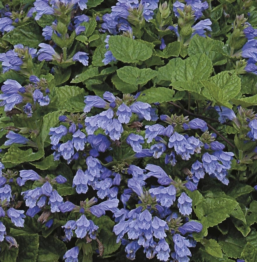 Meehania cordata
