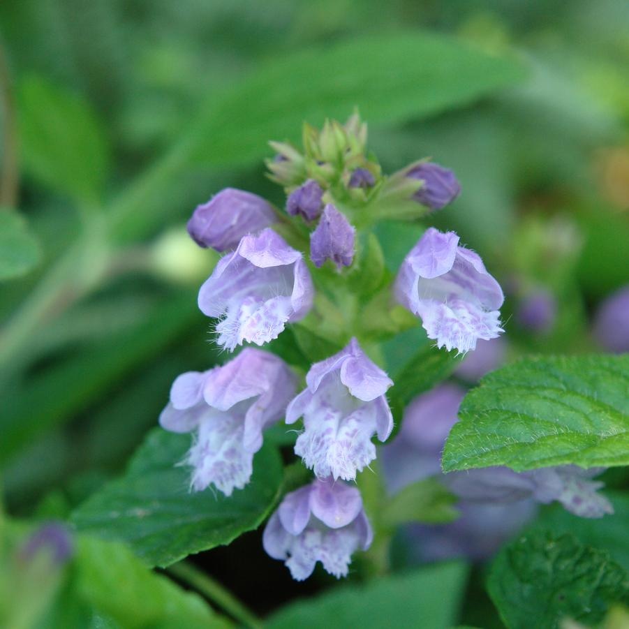 Meehania cordata - Image 3