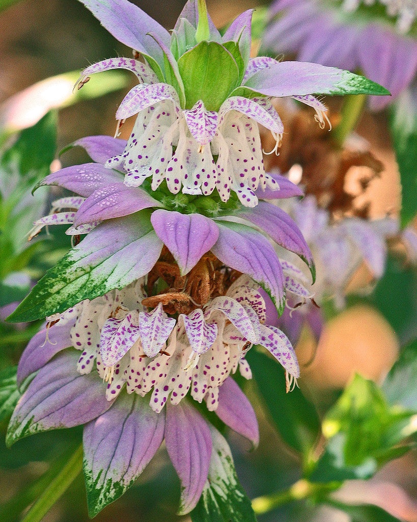Monarda punctata