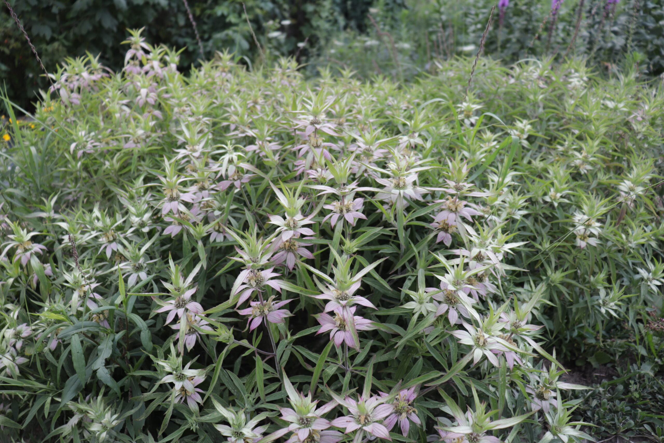 Monarda punctata - Image 2