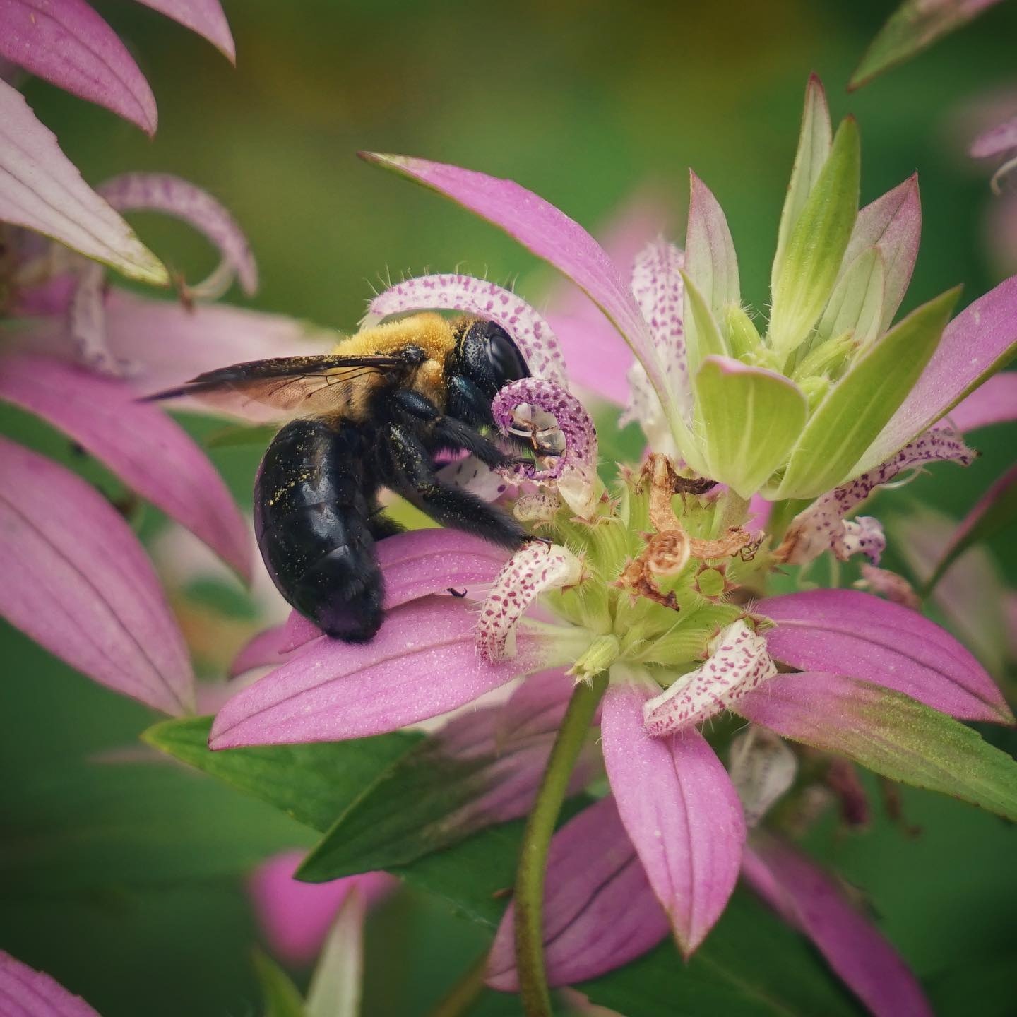 Monarda punctata - Image 3