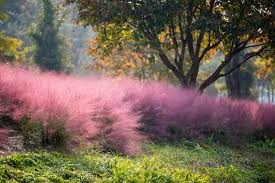 Muhlenbergia capillaris - Image 2
