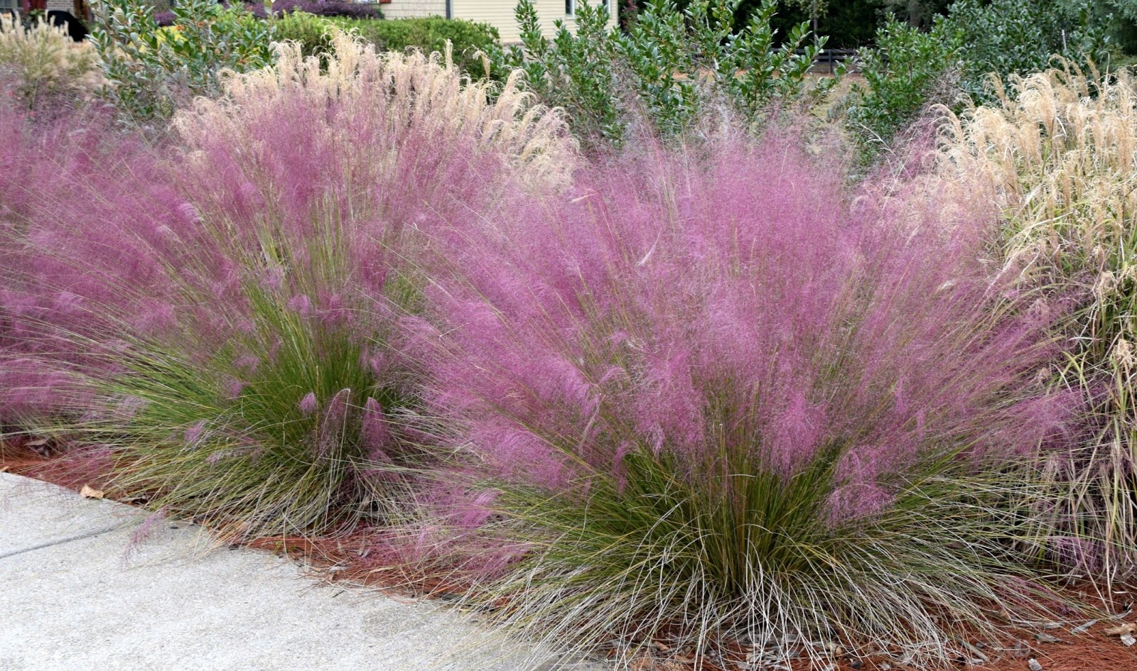 Muhlenbergia capillaris - Image 3